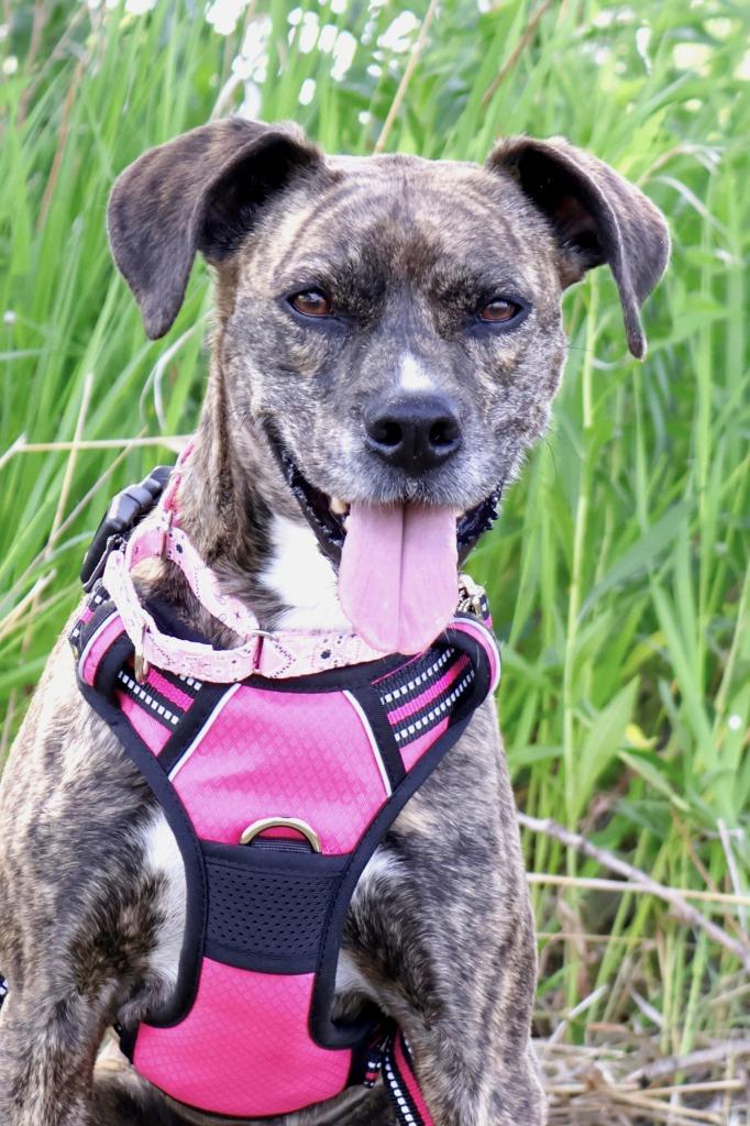 Enlarge Nala, a Adoptable mixed breed in Savage, MN image 4/4