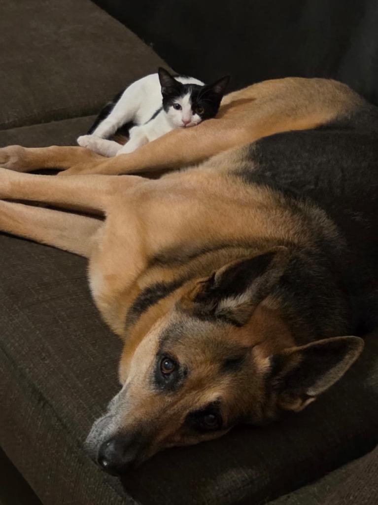 Oreo, Adoptable, Young Female Domestic Short Hair.