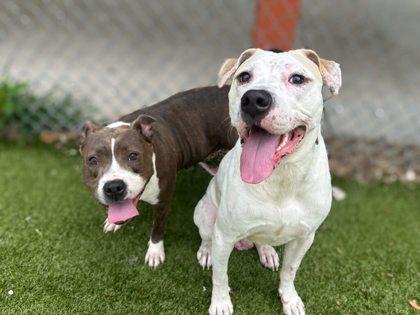 Golden Corral, Adoptable, Adult Male Black Mouth Cur & Mixed Breed.