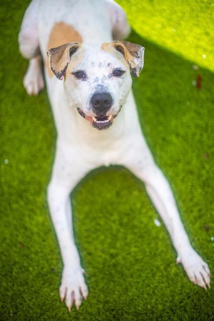 Enlarge Golden Corral, a Adoptable mixed breed in Gainesville, FL image 2/3