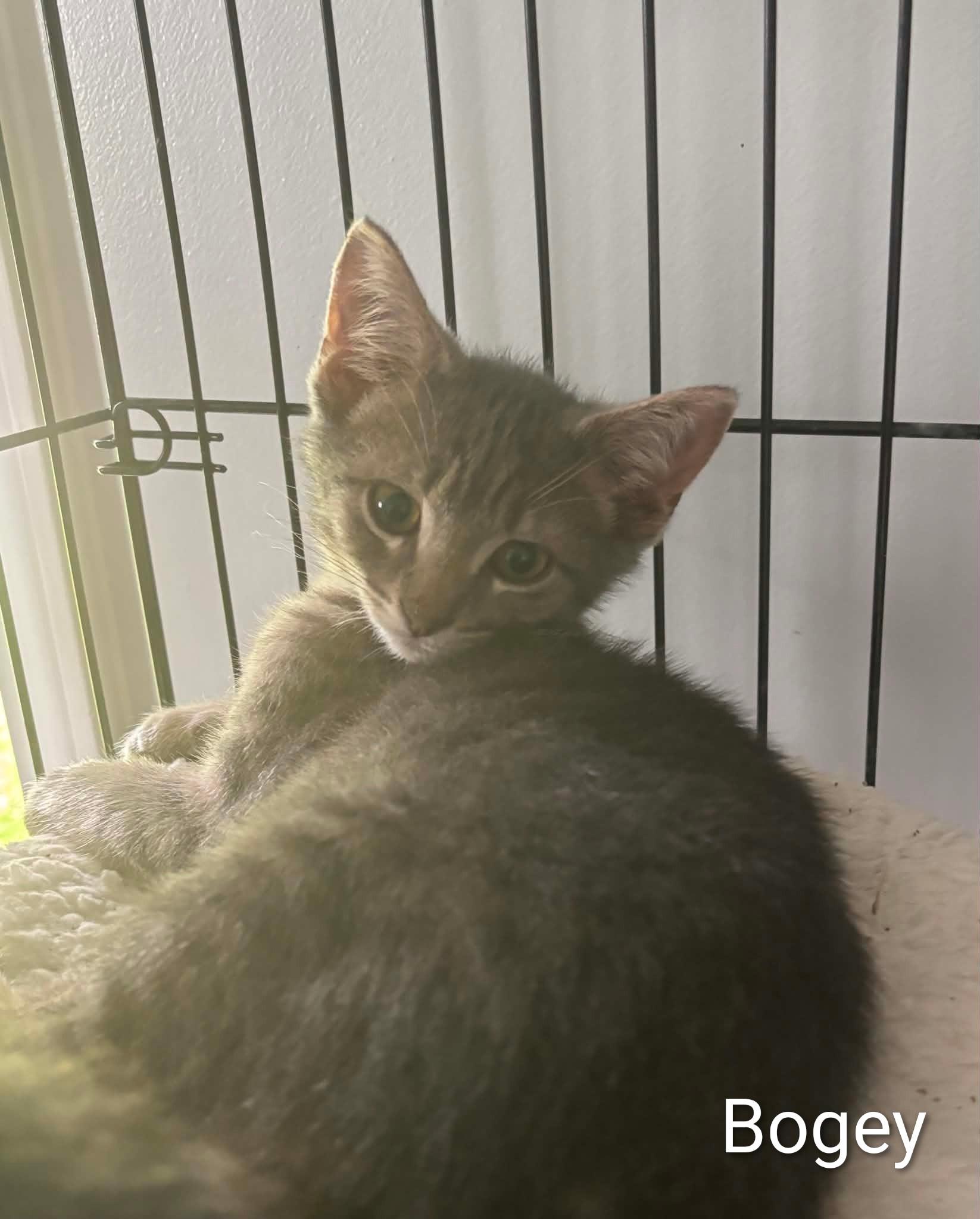 Bogey, ADOPTABLE, Kitten Female Domestic Medium Hair.