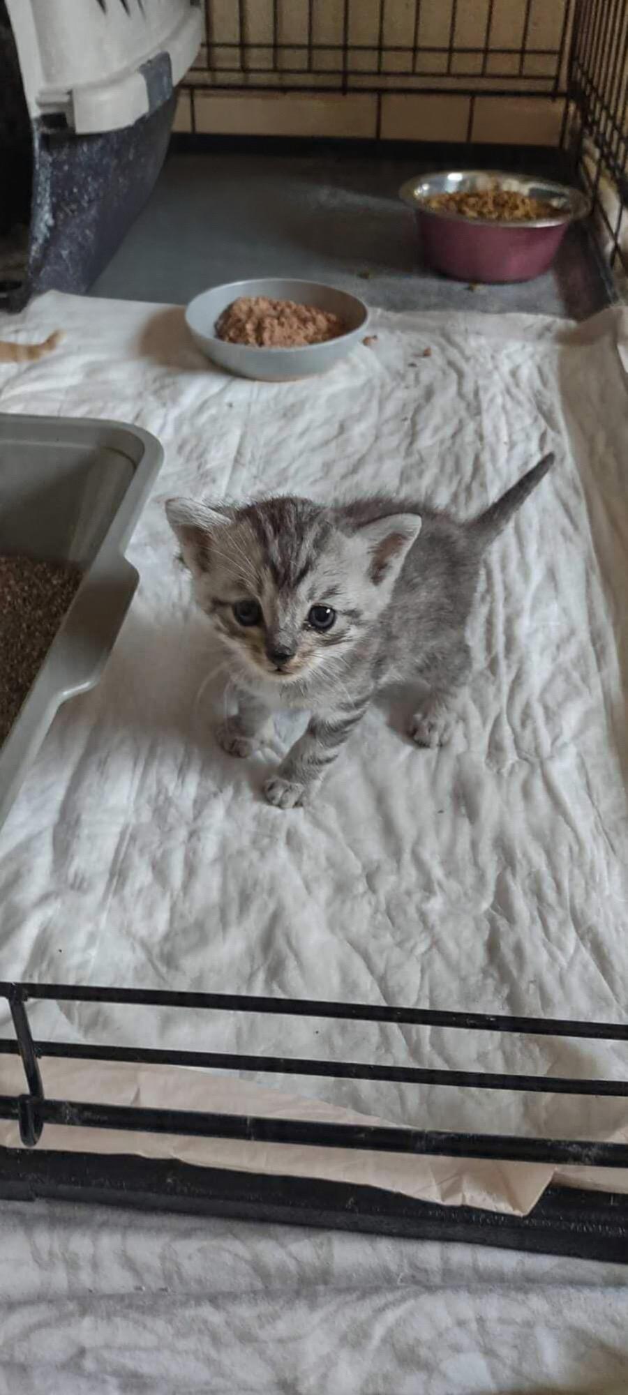 Ben, Adoptable, Kitten Male Domestic Medium Hair.