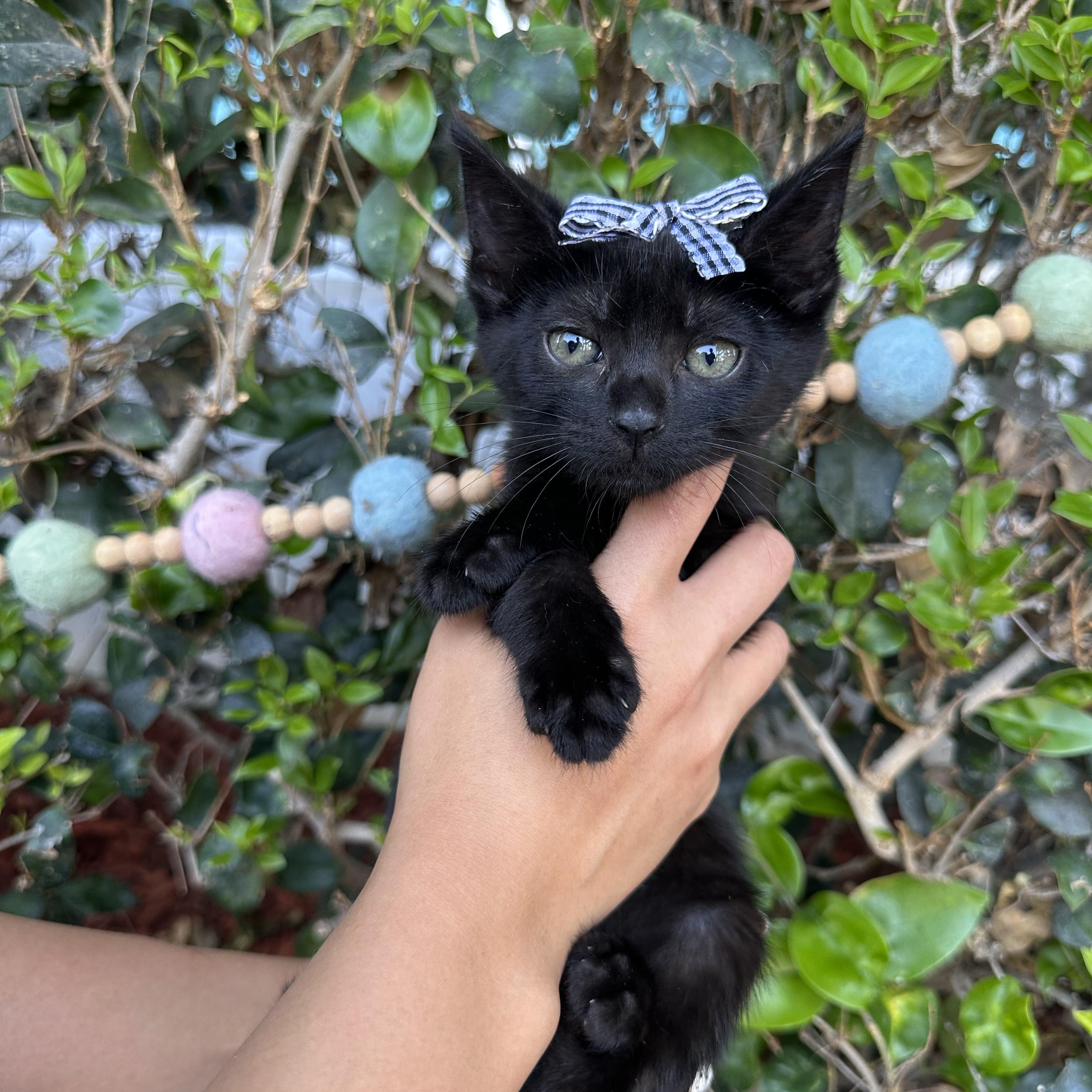 Sabrina, an adopted Domestic Short Hair in South El Monte, CA image 2/3