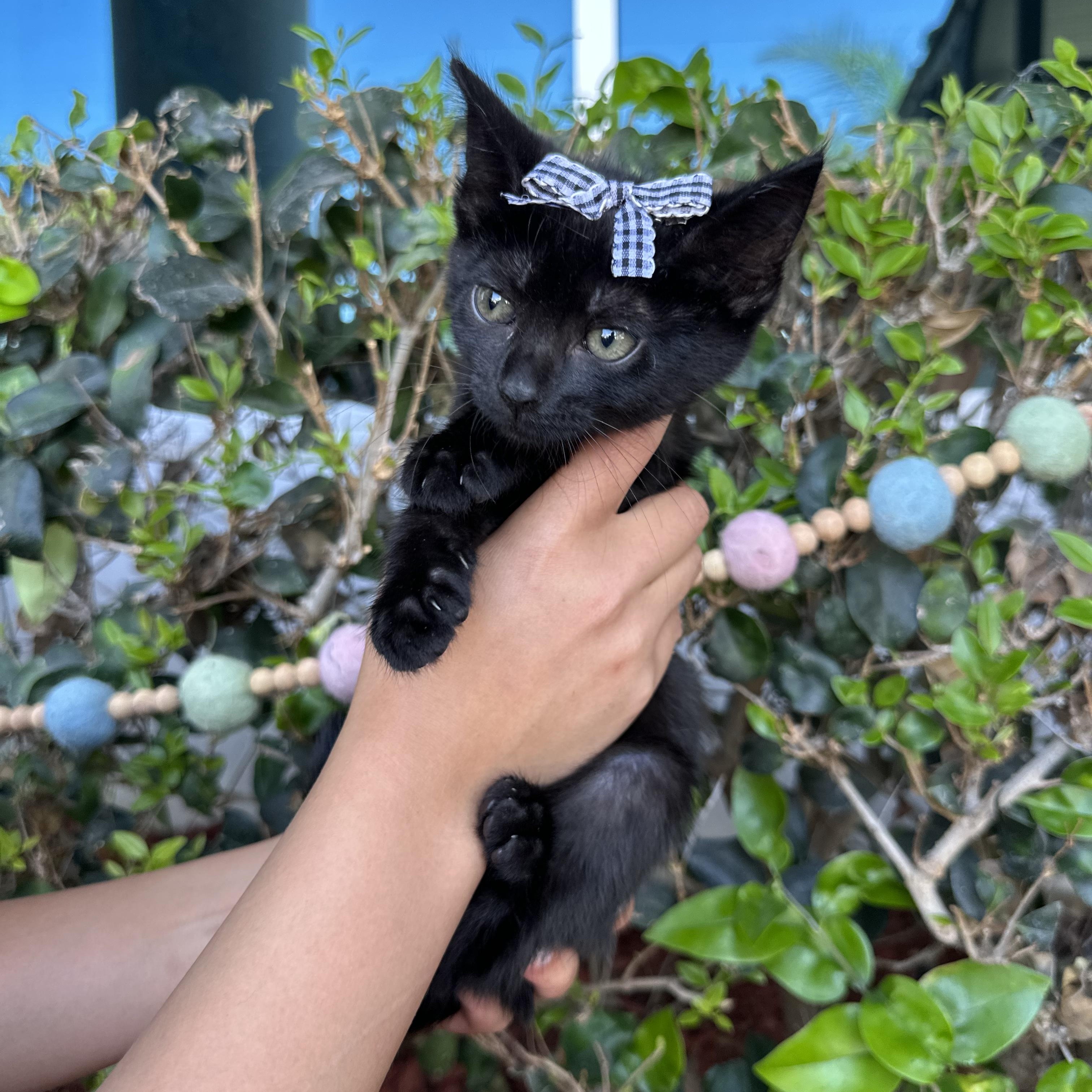Sabrina, an adopted Domestic Short Hair in South El Monte, CA image 3/3