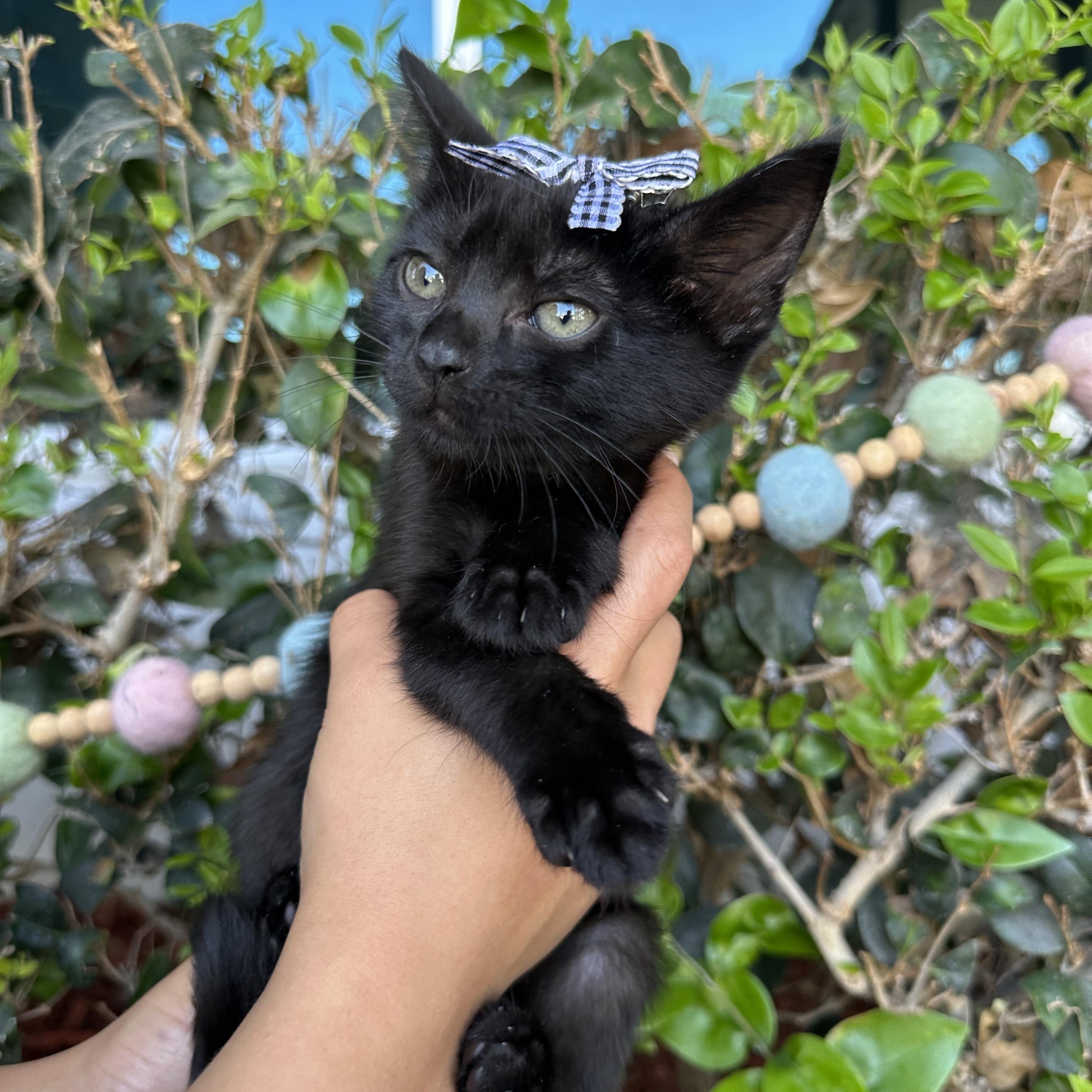 Sabrina, an adopted Domestic Short Hair in South El Monte, CA image 1/3
