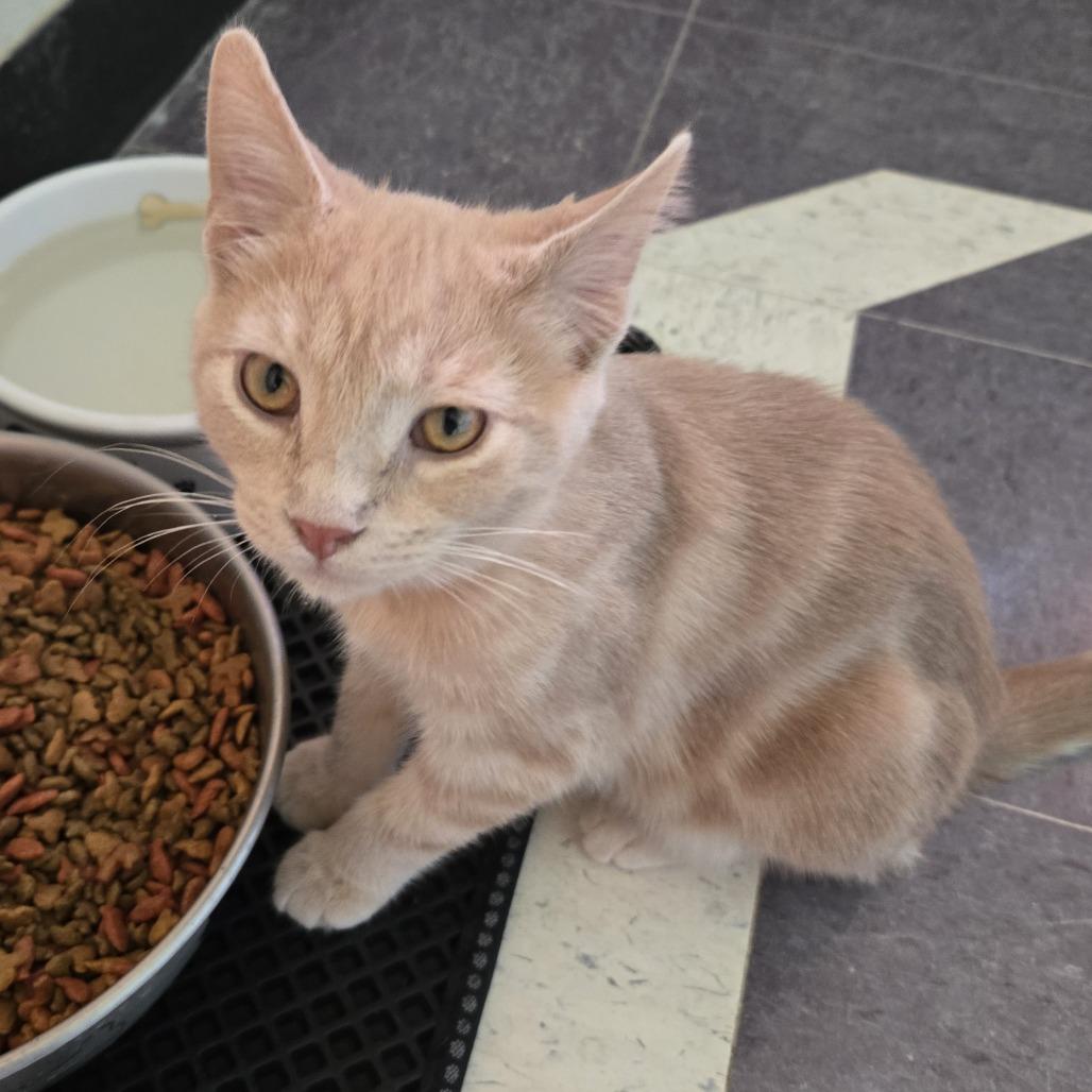 Enlarge Sam, a Adoptable Domestic Short Hair in Tawas City, MI image 1/1