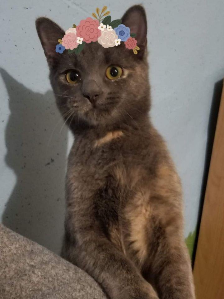 Willa, Adoptable, Adult Female Domestic Short Hair.