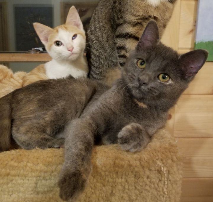 Enlarge Willa, a Adoptable Domestic Short Hair in Ellijay, GA image 2/10