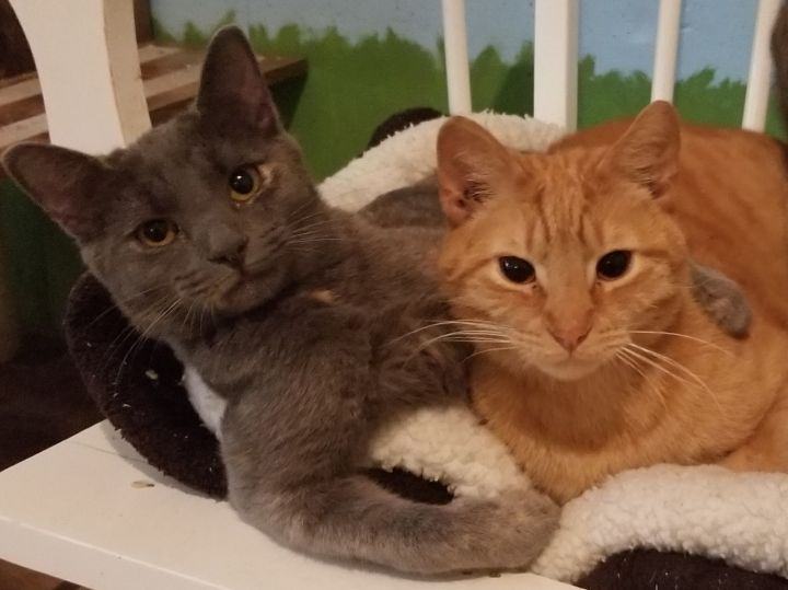 Enlarge Willa, a Adoptable Domestic Short Hair in Ellijay, GA image 3/10