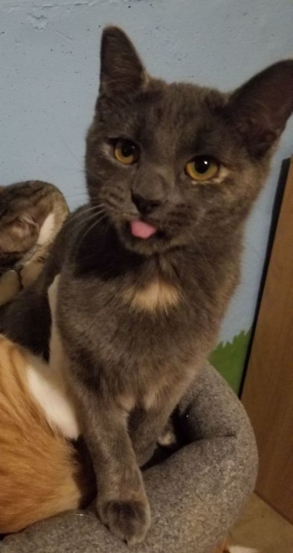 Willa, Adoptable, Adult Female Domestic Short Hair.