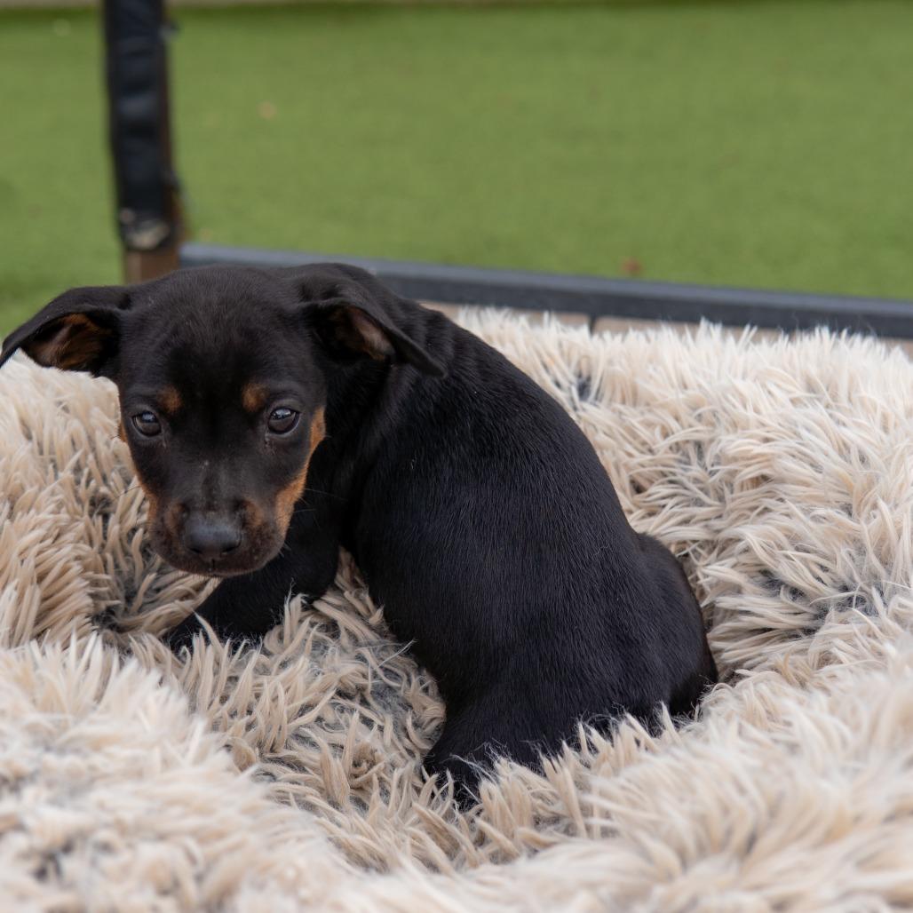 Noelle, Adoptable, Puppy Female Rottweiler & Hound.