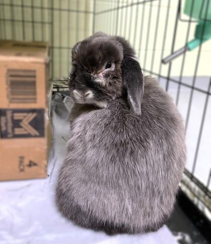 Nellie, Adoptable, Young Female Lop Eared & Bunny Rabbit.