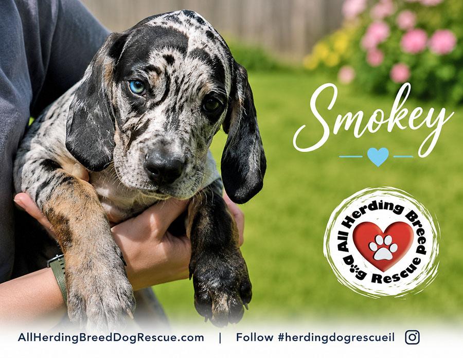 Smokey, an adopted Catahoula Leopard Dog in Joliet, IL image 4/4