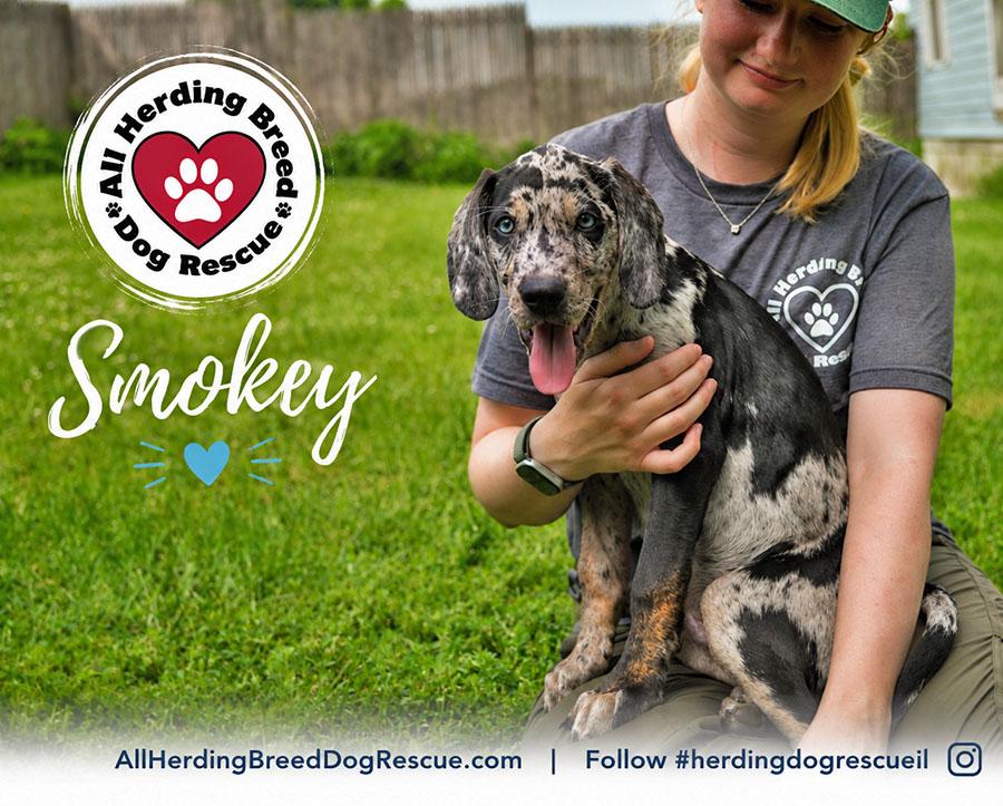 Smokey, an adopted Catahoula Leopard Dog in Joliet, IL image 1/4