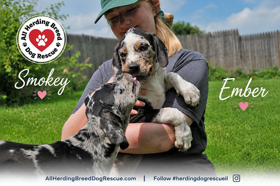 Smokey, an adopted Catahoula Leopard Dog in Joliet, IL image 3/4