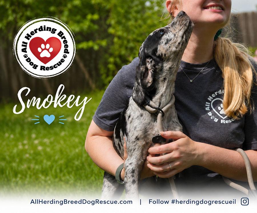 Smokey, an adopted Catahoula Leopard Dog in Joliet, IL image 2/4
