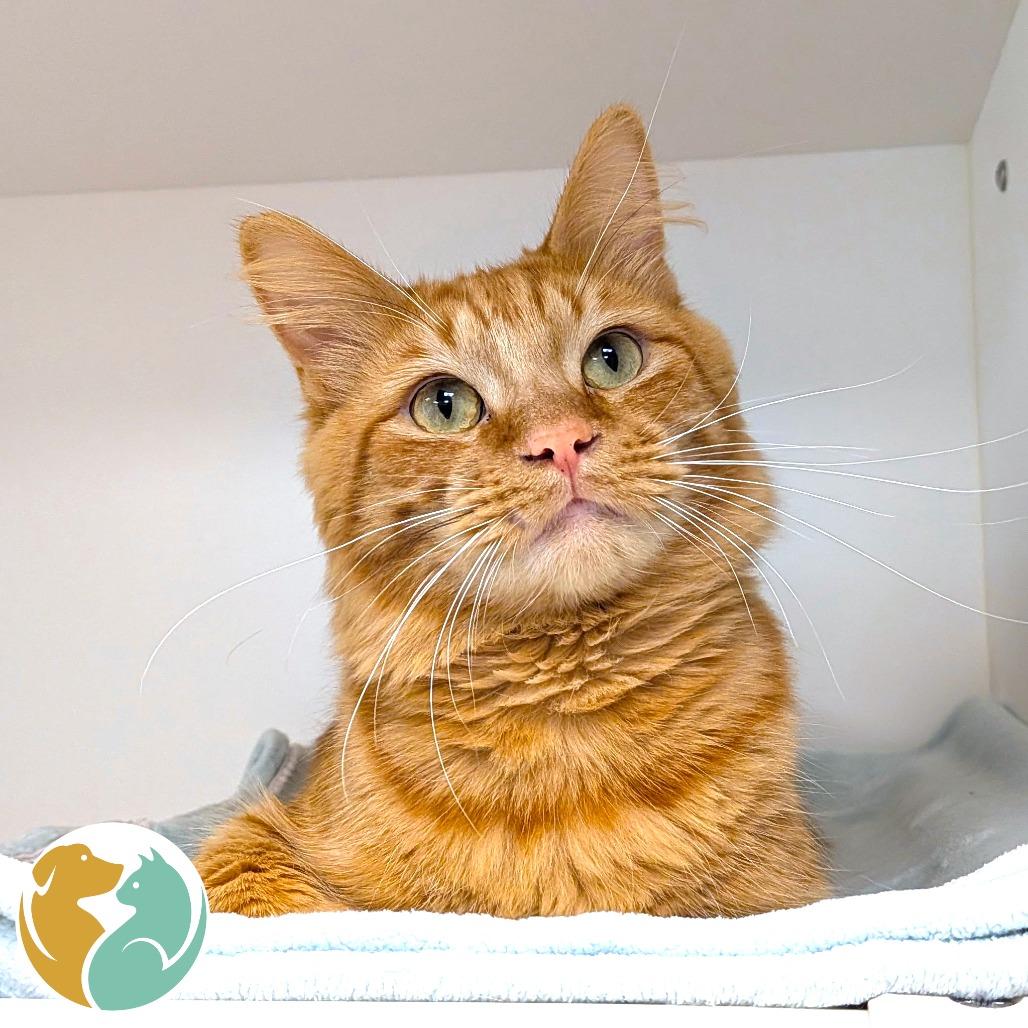 Bruce, Adoptable, Adult Male Domestic Medium Hair.