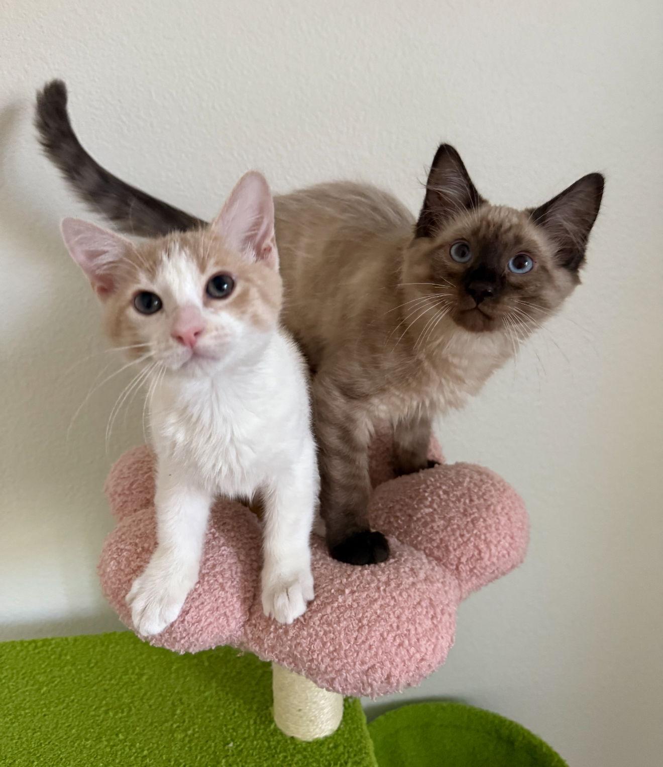 Xavier & Tristan, Adopted, Kitten Male Domestic Short Hair.