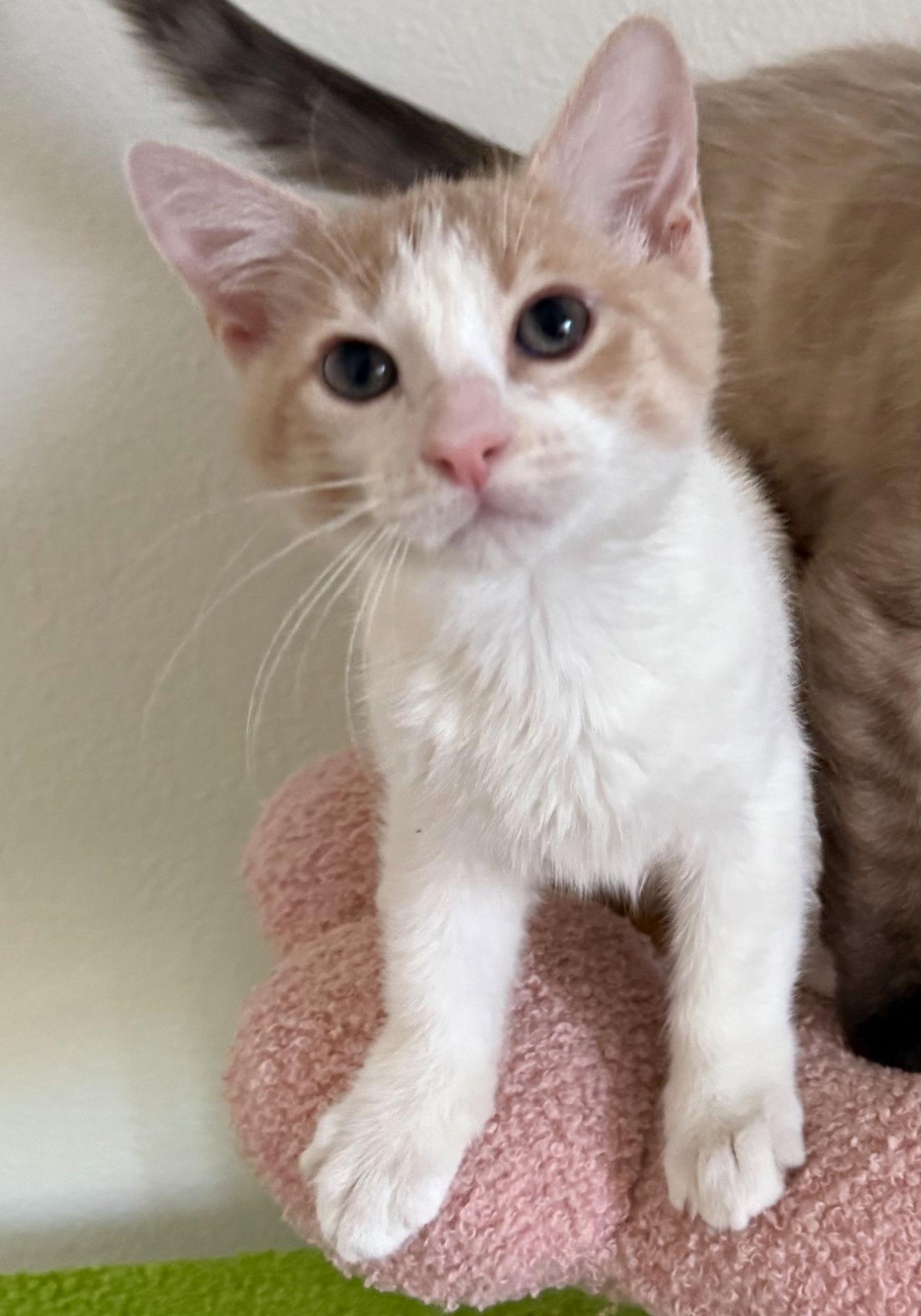 Enlarge Xavier & Tristan, a Adopted Domestic Short Hair in Las Vegas, NV image 2/2