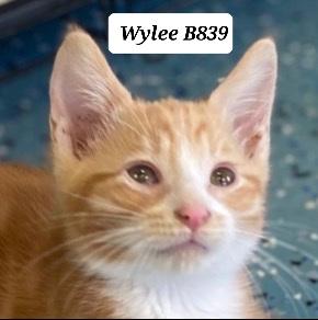 Wylee, ADOPTABLE, Kitten Male Domestic Short Hair.