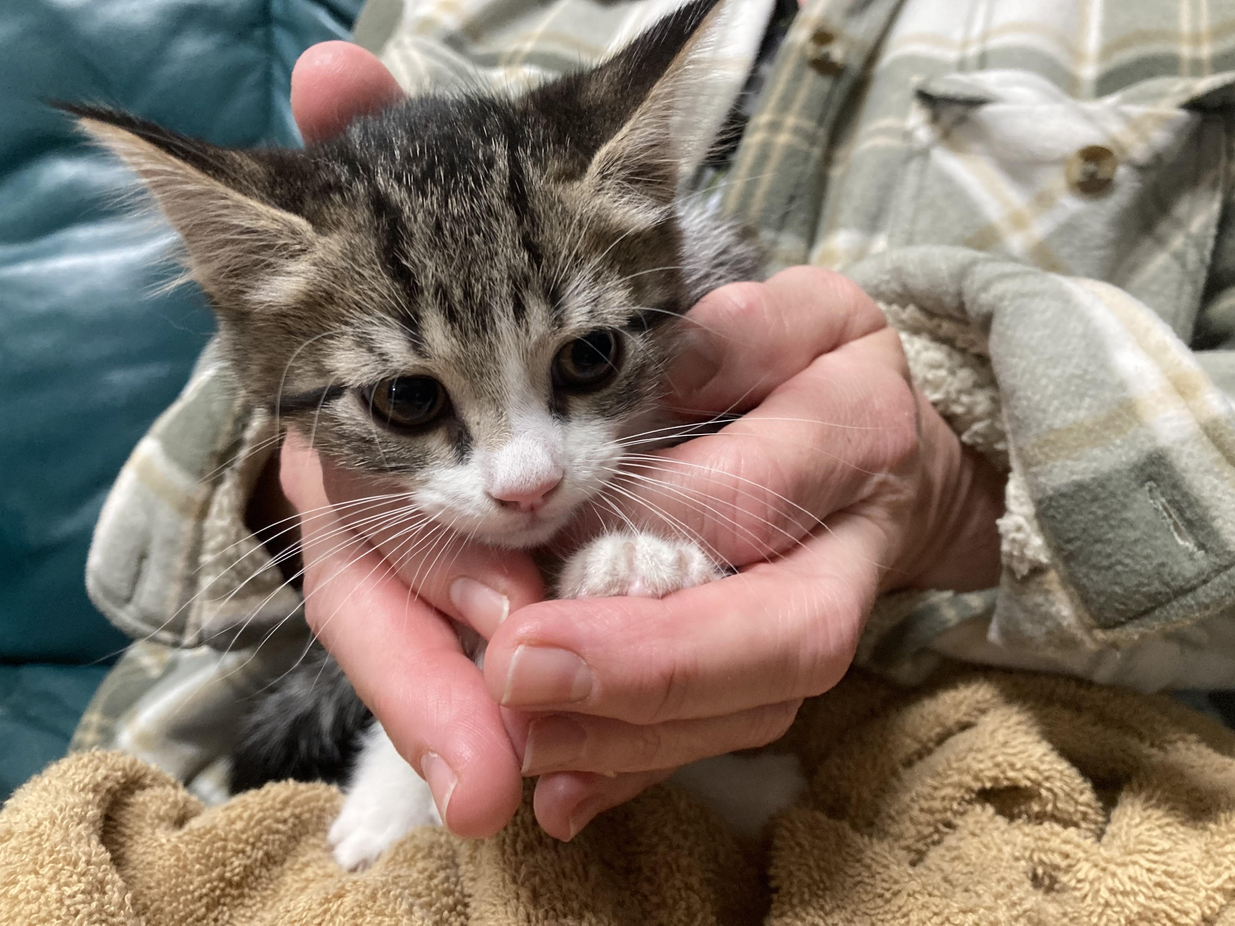 Tapioca - ADOPTION PENDING!, an adopted Domestic Short Hair in Cincinnati, OH image 1/3