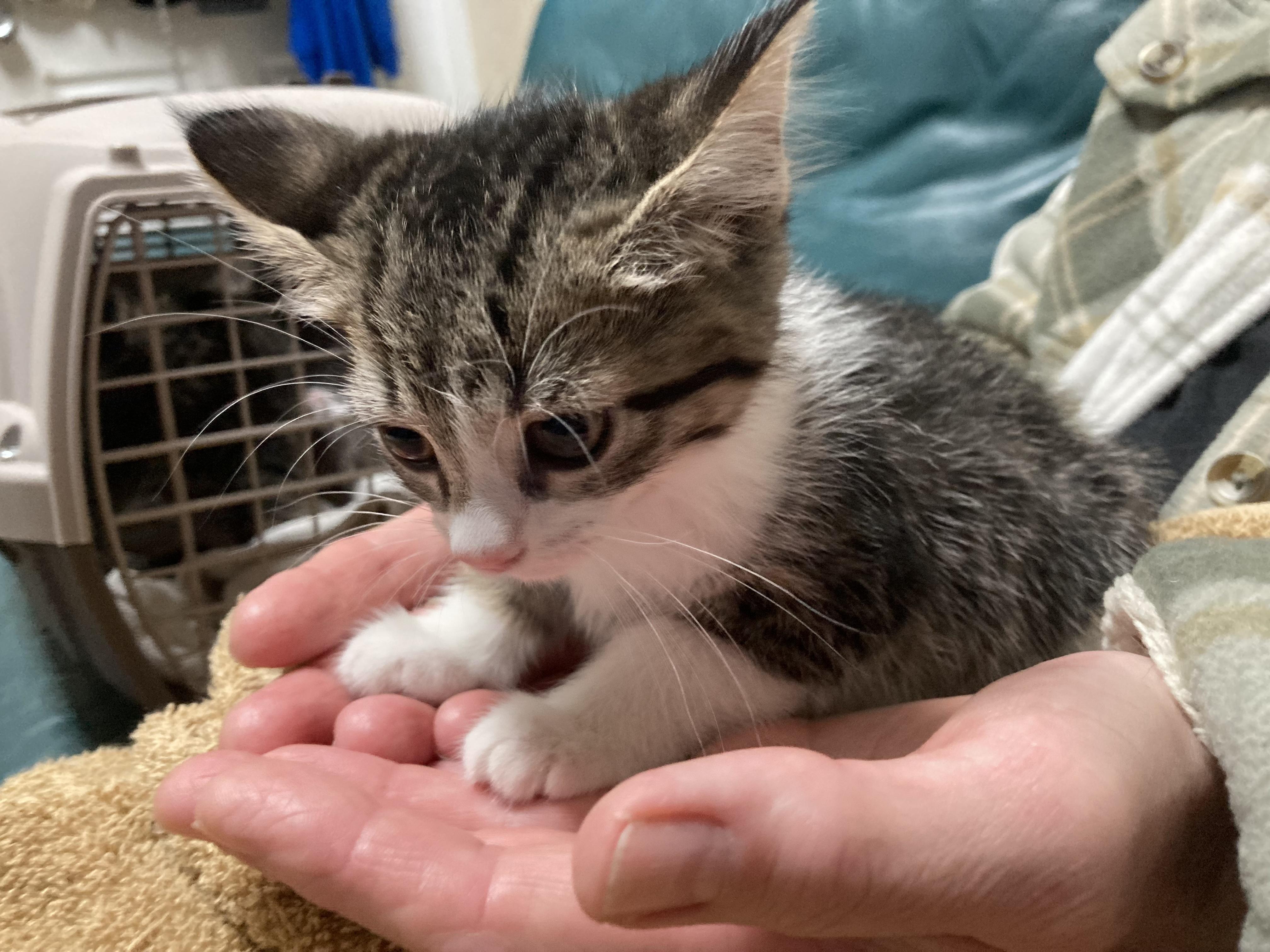 Tapioca - ADOPTION PENDING!, an adopted Domestic Short Hair in Cincinnati, OH image 2/3