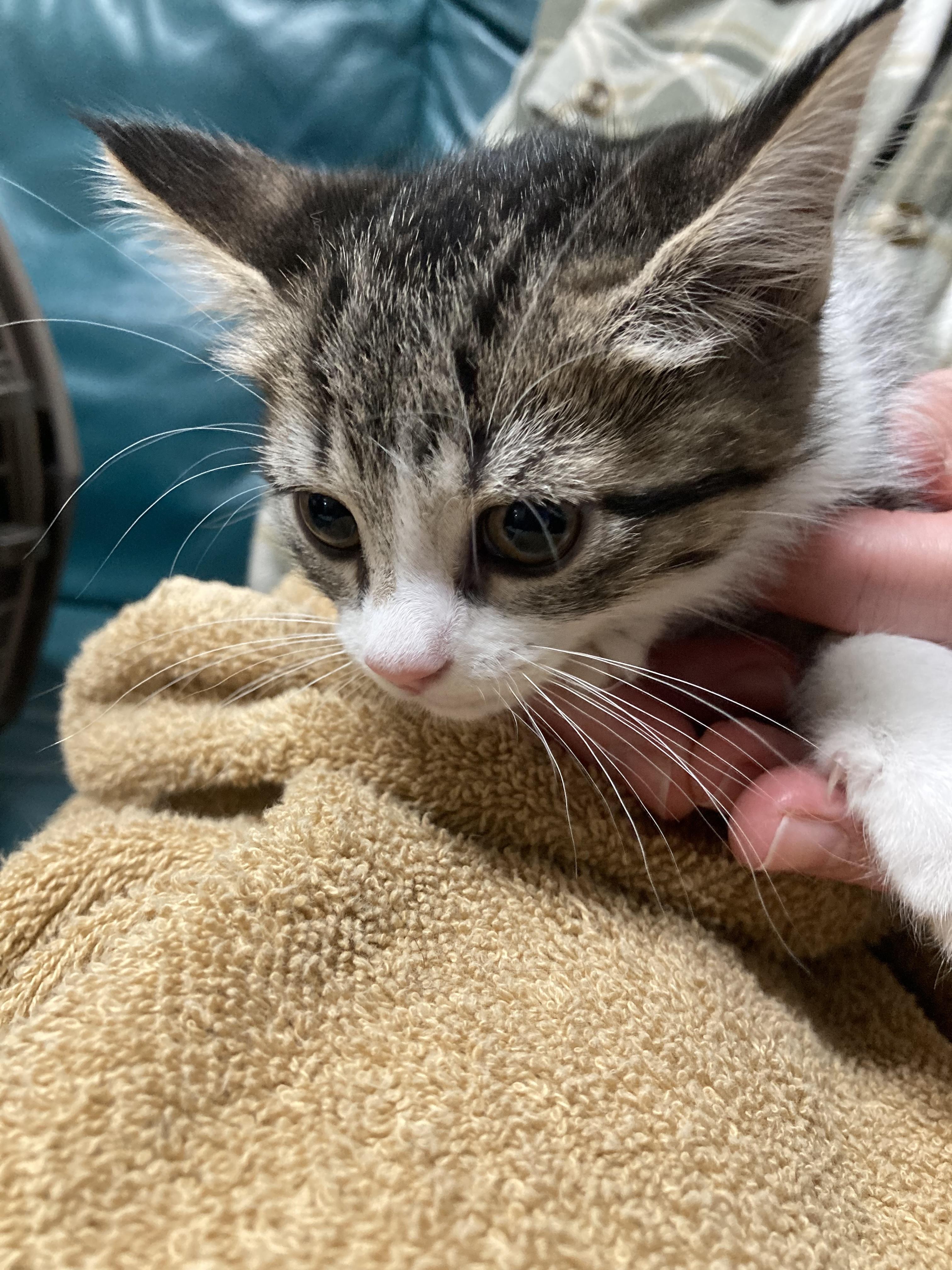 Tapioca - ADOPTION PENDING!, an adopted Domestic Short Hair in Cincinnati, OH image 3/3