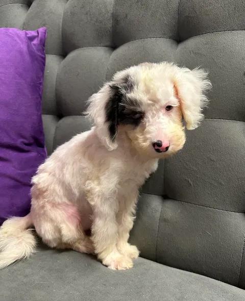 Helen- Home Visit in Process, Adoptable, Puppy Female Miniature Poodle.
