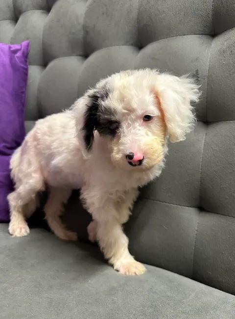 Enlarge Helen- Home Visit in Process, a Adoptable mixed breed in Hartland, WI image 2/6