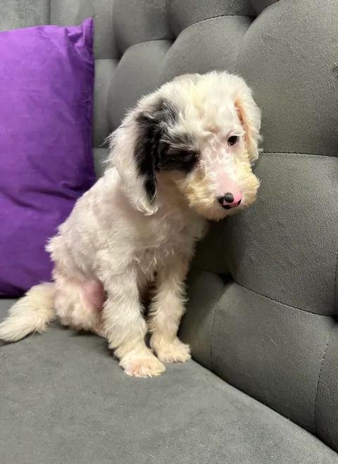 Enlarge Helen- Home Visit in Process, a Adoptable mixed breed in Hartland, WI image 3/6