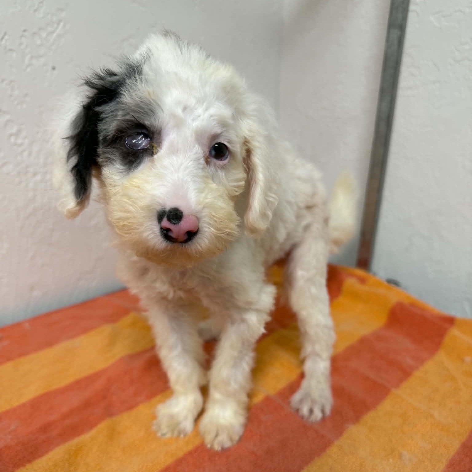 Enlarge Helen- Home Visit in Process, a Adoptable mixed breed in Hartland, WI image 4/6