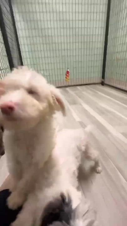 Enlarge Helen- Home Visit in Process, a Adoptable mixed breed in Hartland, WI video 5/6