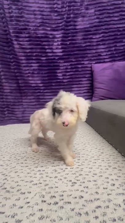Enlarge Helen- Home Visit in Process, a Adoptable mixed breed in Hartland, WI video 6/6