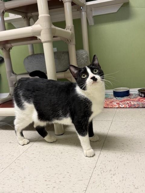 Enlarge Calamint, an adopted Domestic Short Hair in Grosse Ile, MI image 1/4