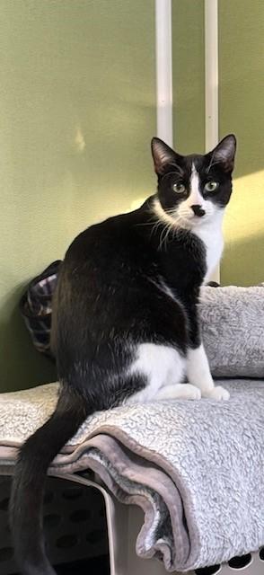 Enlarge Calamint, an adopted Domestic Short Hair in Grosse Ile, MI image 4/4