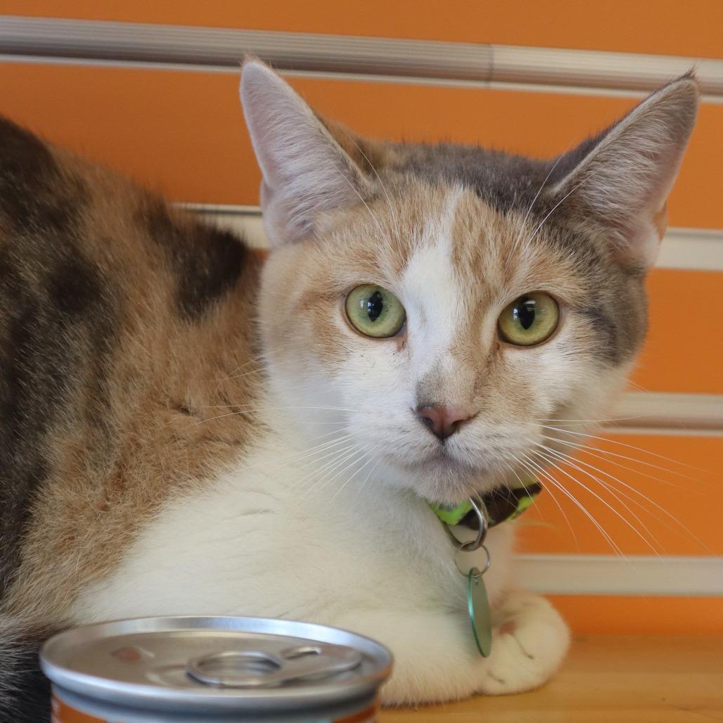 Enlarge Beanie, a Adoptable Domestic Short Hair in Waukesha, WI image 1/2