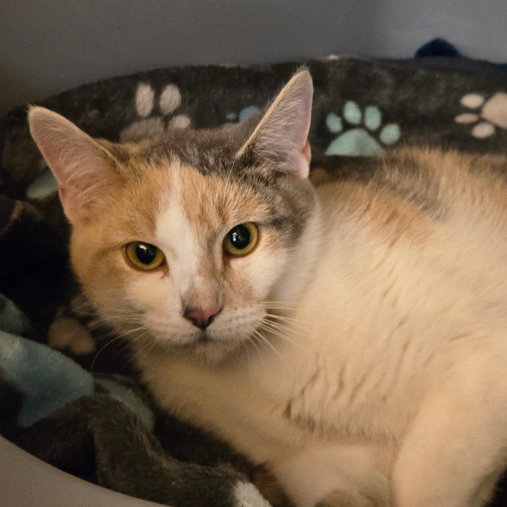 Enlarge Beanie, a Adoptable Domestic Short Hair in Waukesha, WI image 2/2