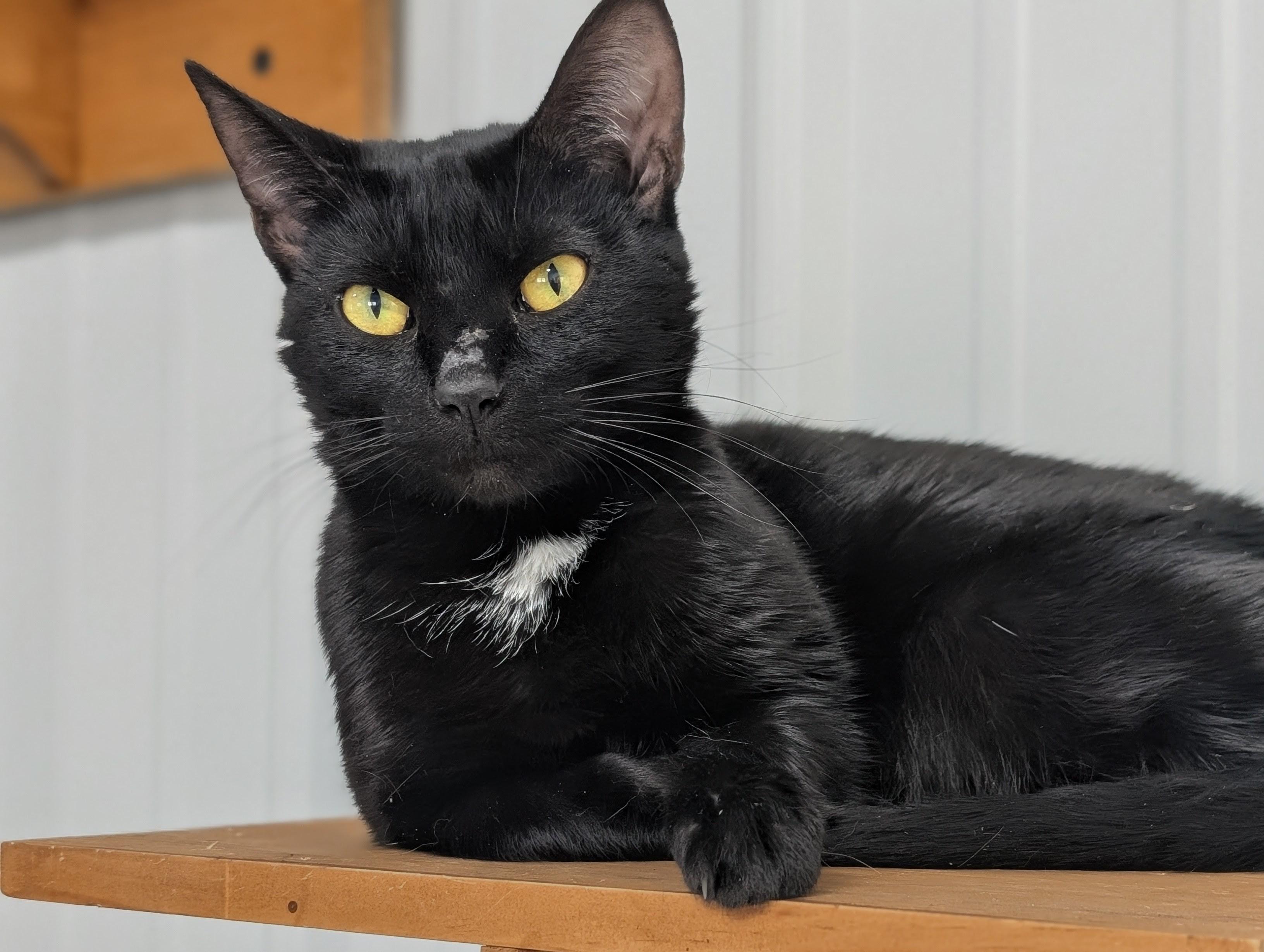 Quella Divill, Adoptable, Young Female Domestic Short Hair.