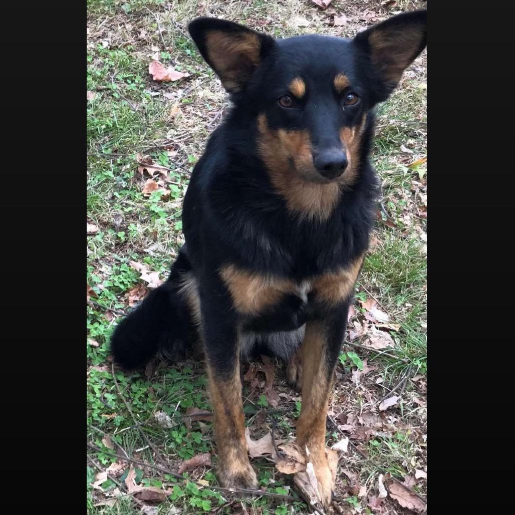Lucy, Adoptable, Adult Female Australian Kelpie.