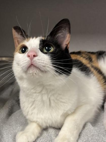 Driftcatcher, Adoptable, Adult Female Domestic Medium Hair & Domestic Short Hair.