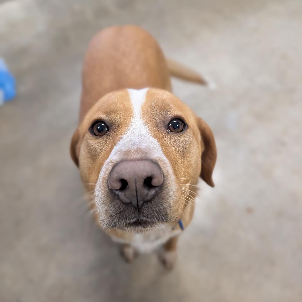 Enlarge Franny, a Adoptable Hound in Jasper, IN image 1/6
