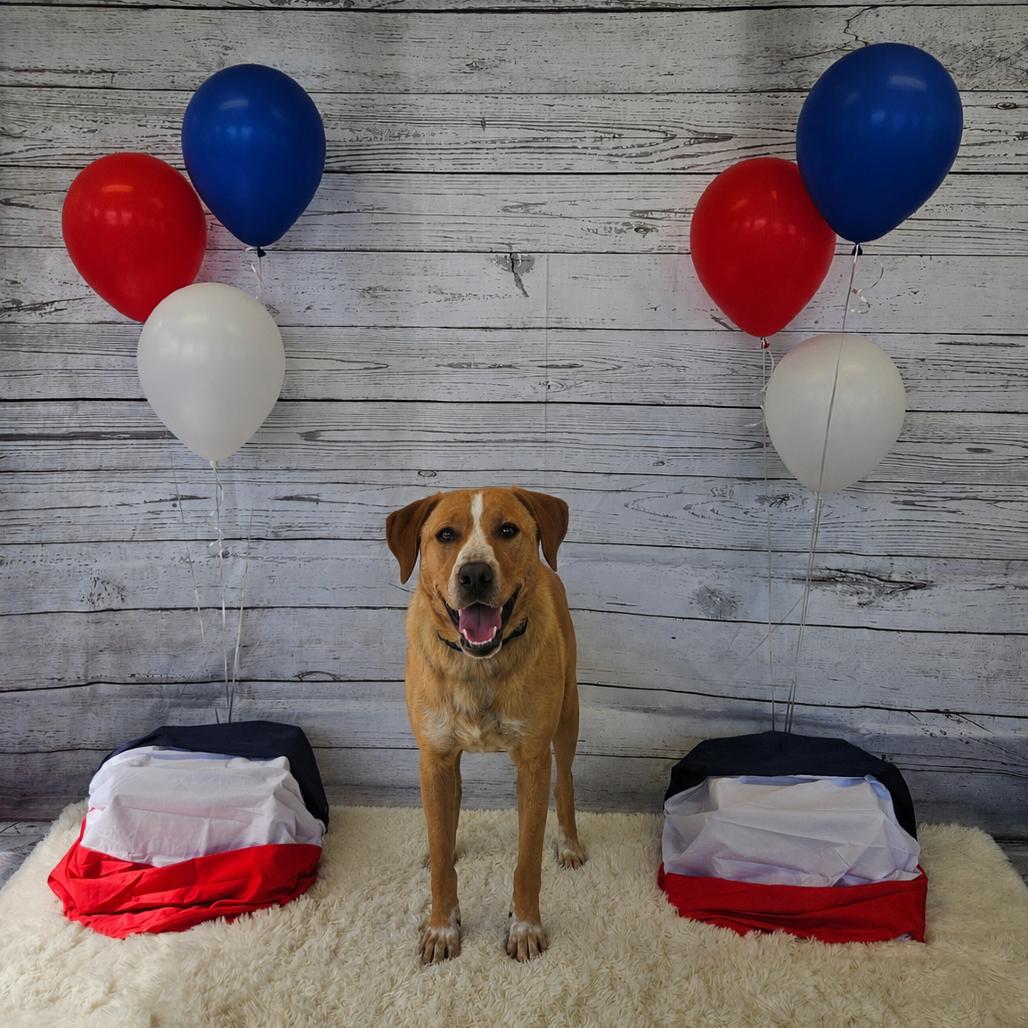 Enlarge Franny, a Adoptable Hound in Jasper, IN image 2/6