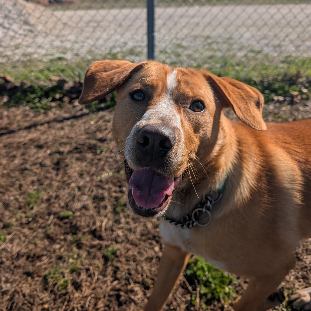 Enlarge Franny, a Adoptable Hound in Jasper, IN image 2/6