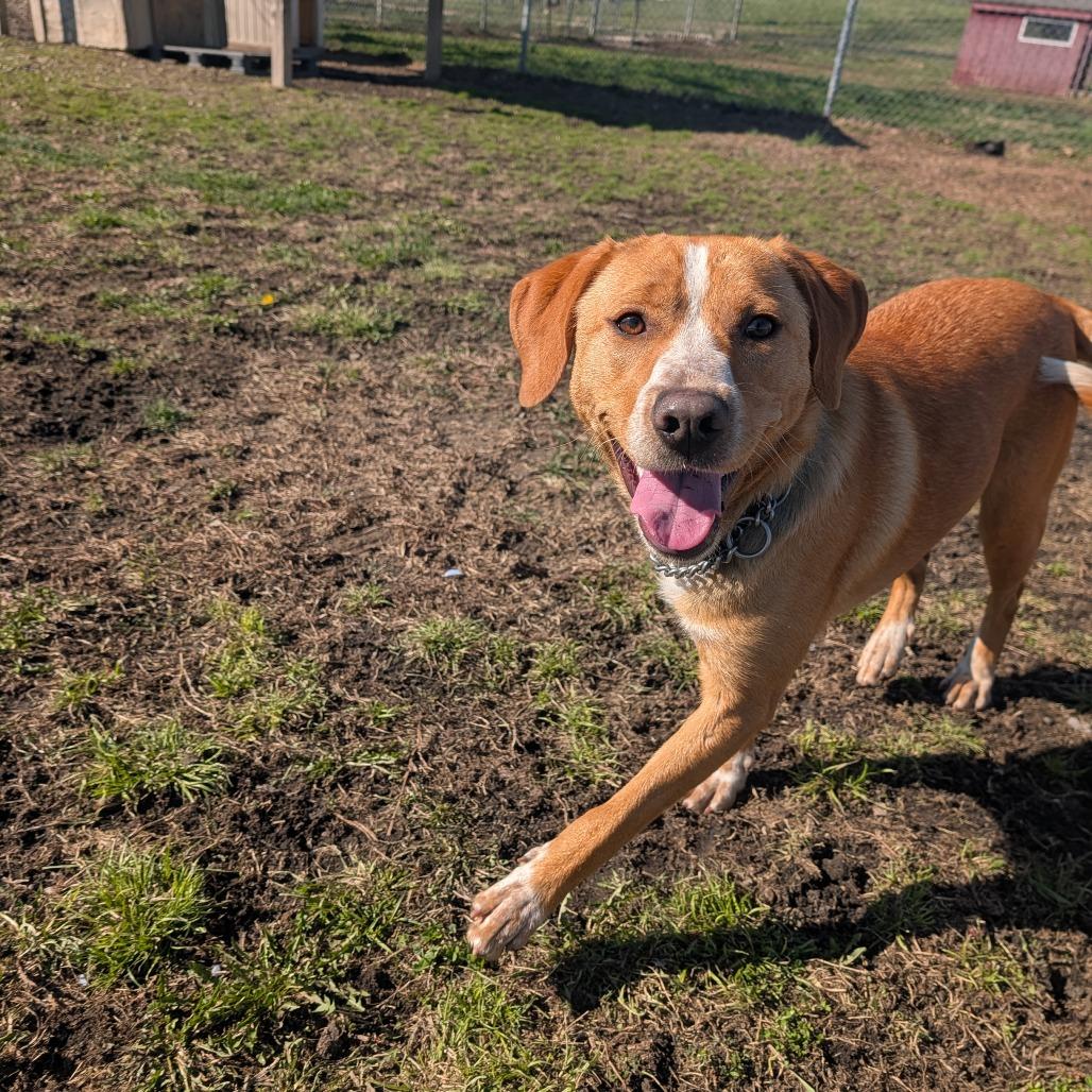 Enlarge Franny, a Adoptable Hound in Jasper, IN image 3/6