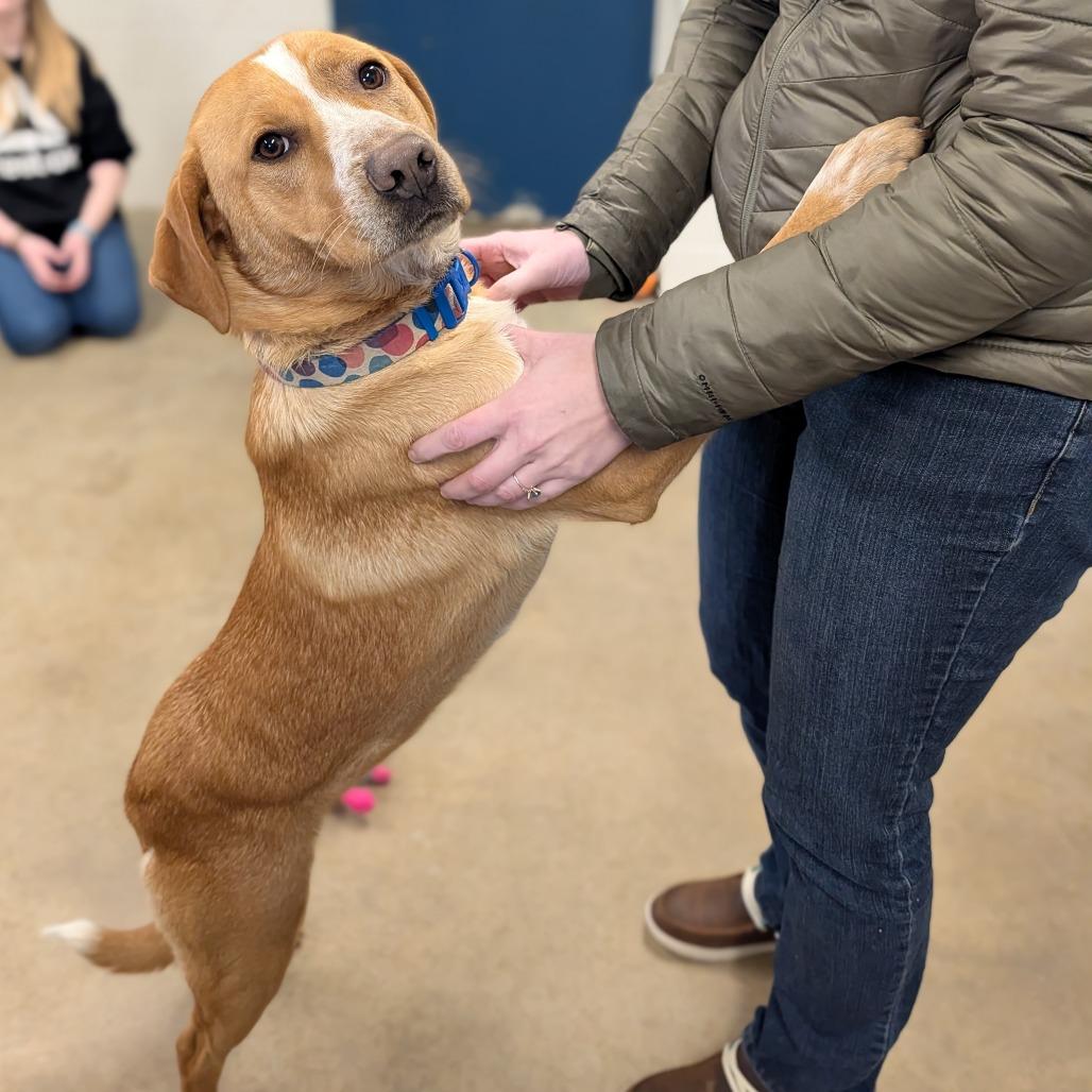 Enlarge Franny, a Adoptable Hound in Jasper, IN image 4/6