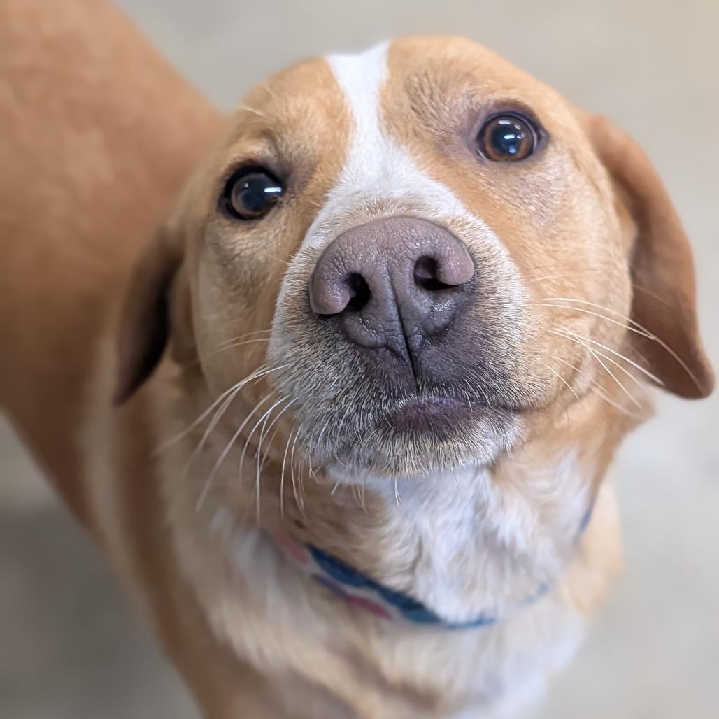 Enlarge Franny, a Adoptable Hound in Jasper, IN image 5/6