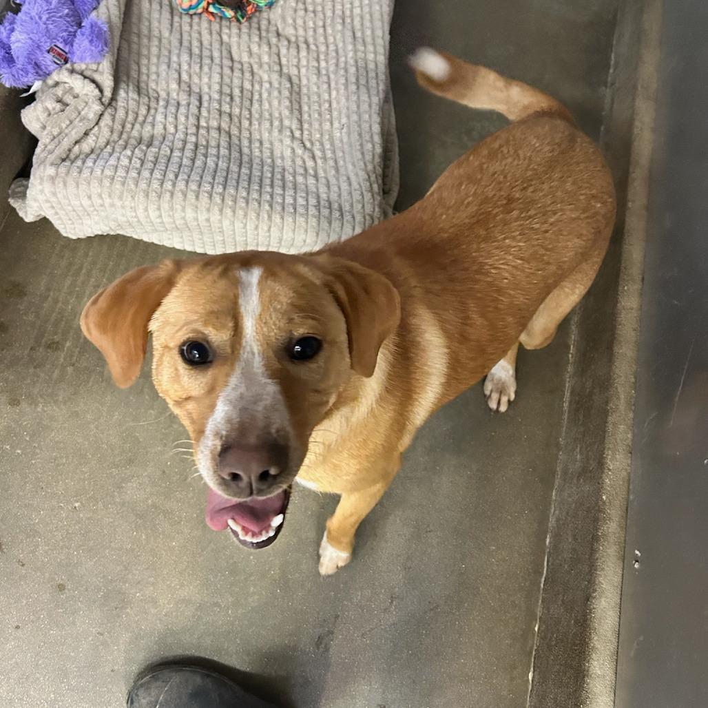 Enlarge Franny, a Adoptable Hound in Jasper, IN image 6/6