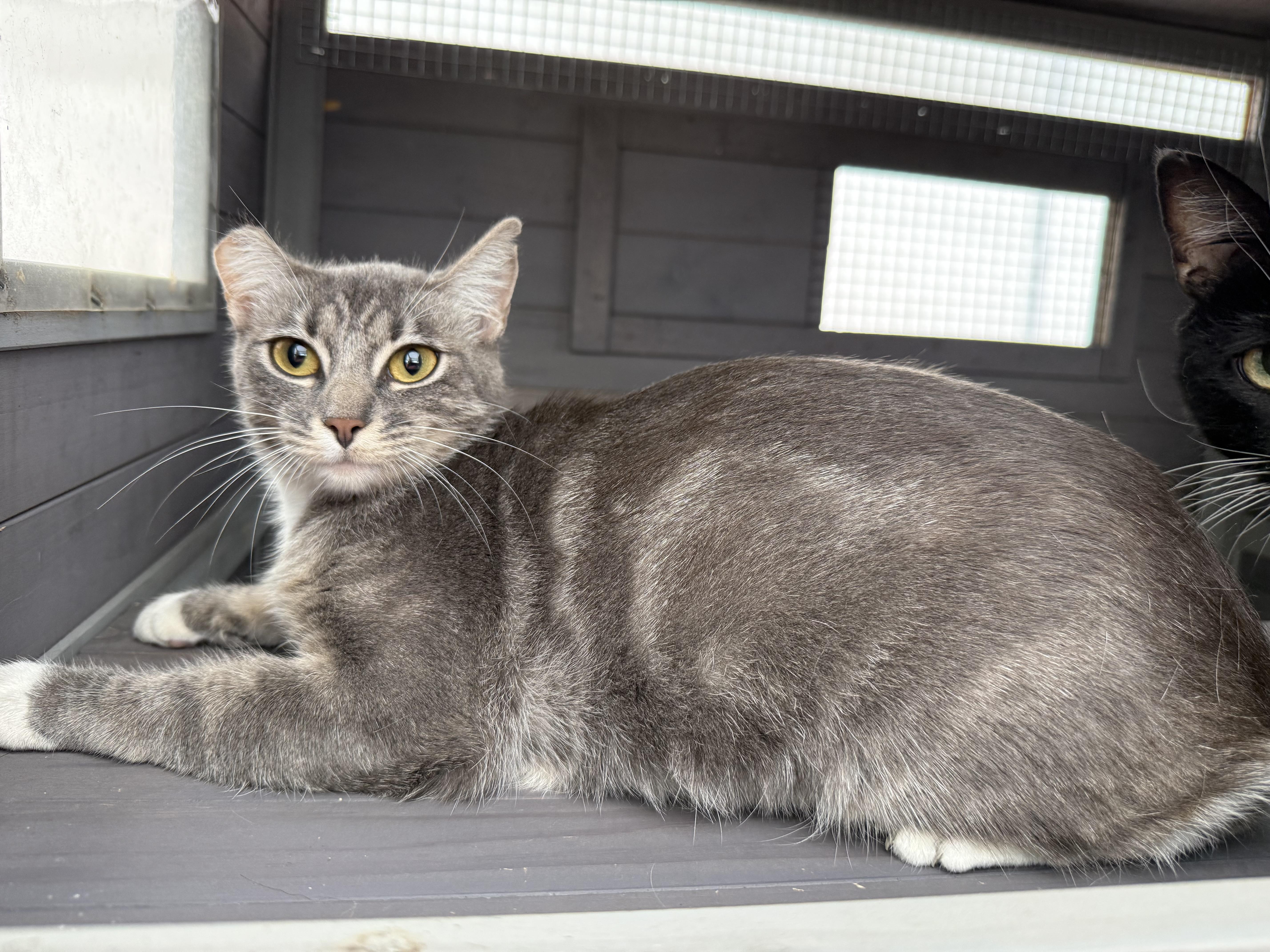 Enlarge Puddles, a Adoptable Domestic Short Hair in Mist, OR image 1/1