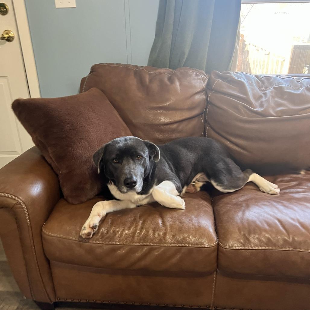 Taylor, ADOPTABLE, Adult Female Collie & Labrador Retriever.