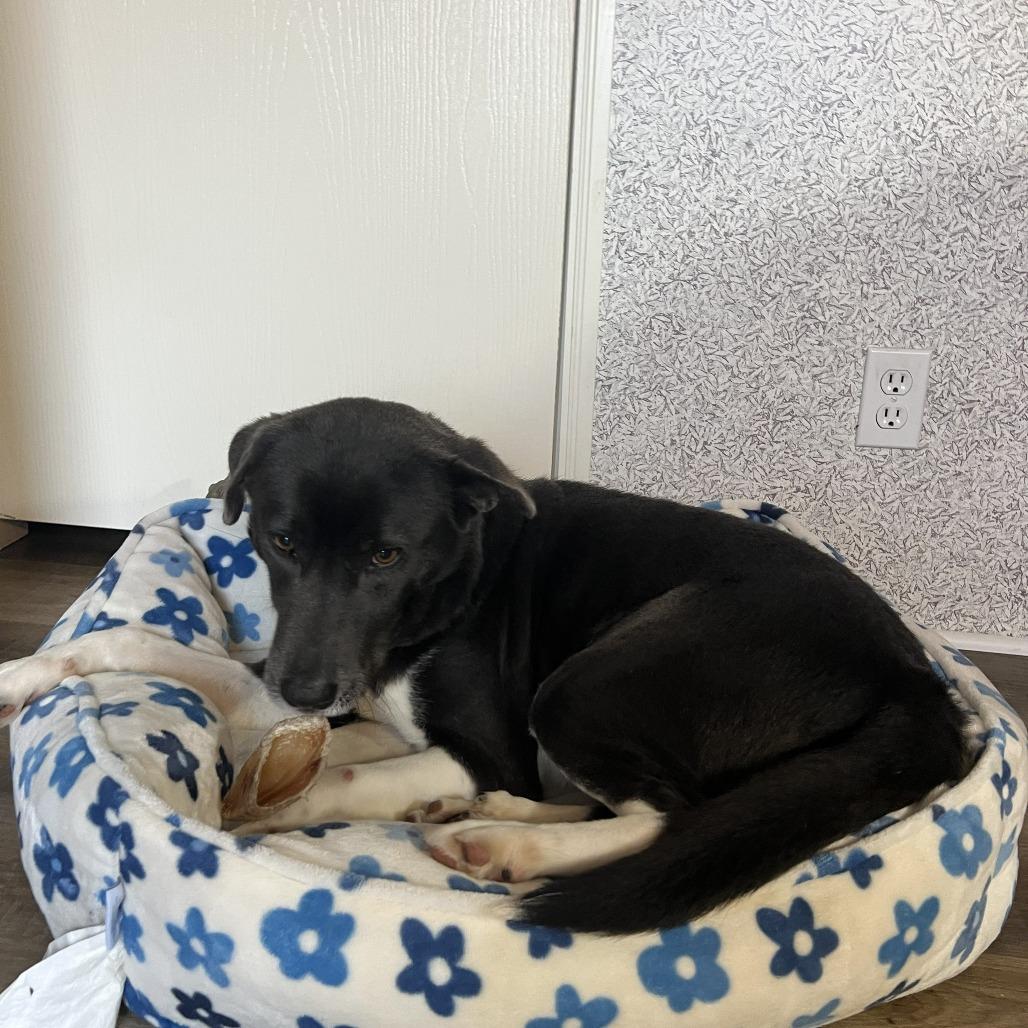 Enlarge Taylor, a ADOPTABLE mixed breed in Columbia, MO image 2/2